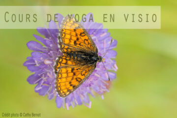 Cours de yoga en visio zoom